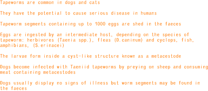 tapeworm_info1